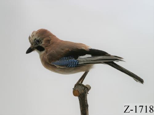 Landessammlungen Niederösterreich