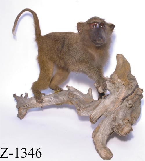 Landessammlungen Niederösterreich