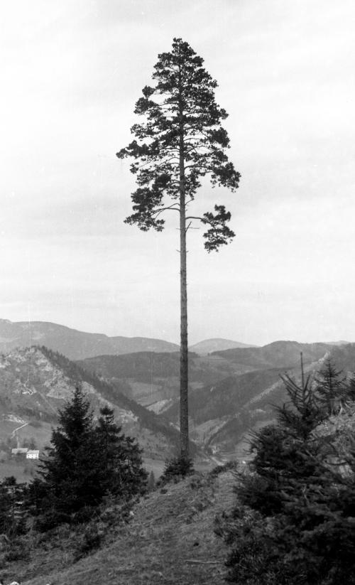 Landessammlungen Niederösterreich