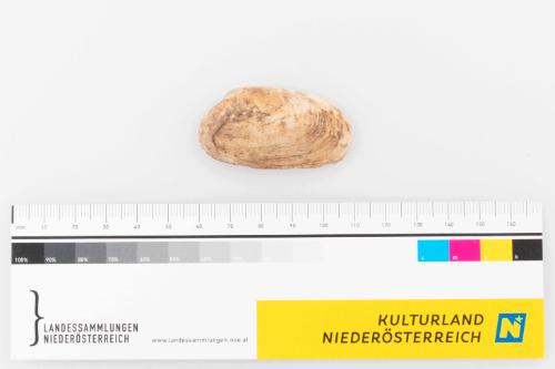 © Landessammlungen Niederösterreich