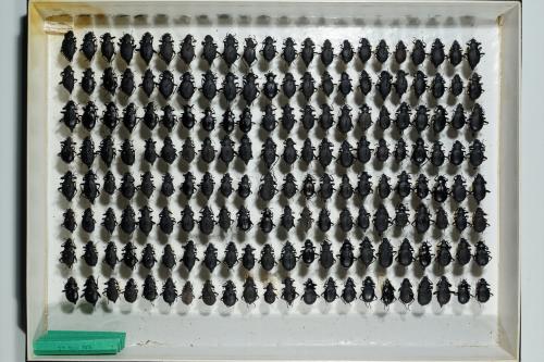 Insektenlade