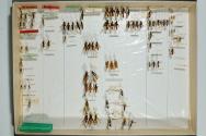 Insektenlade