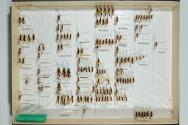 Insektenlade