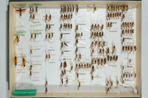Insektenlade