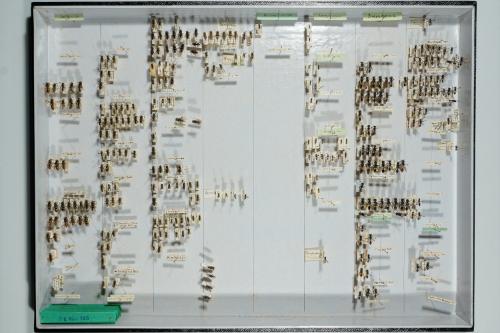 Insektenlade