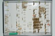Insektenlade