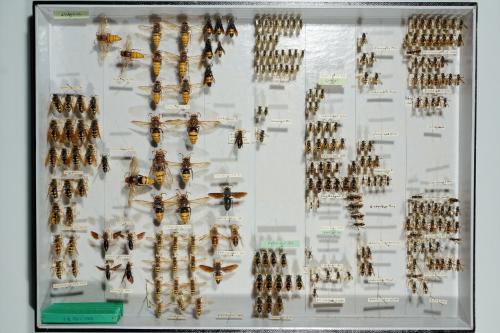Insektenlade