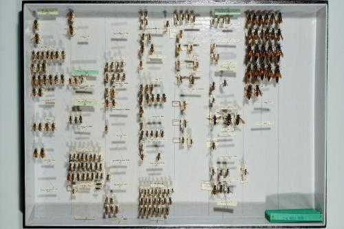 Insektenlade