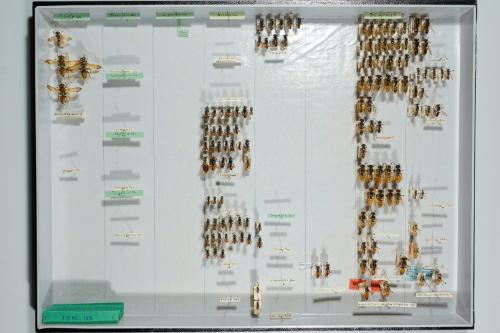 Insektenlade