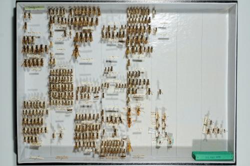 Insektenlade