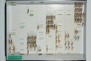 Insektenlade