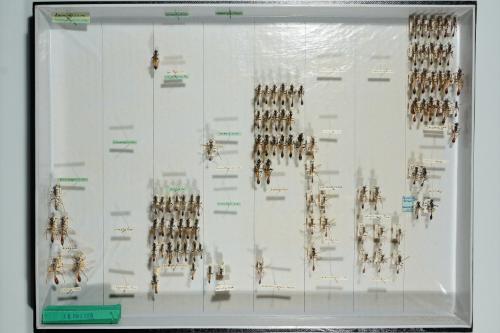 Insektenlade