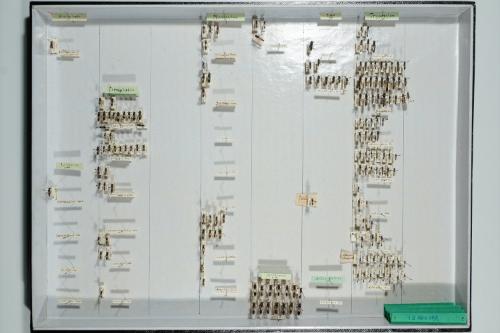 Insektenlade