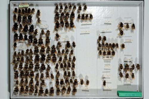 Insektenlade