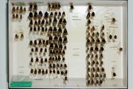 Insektenlade