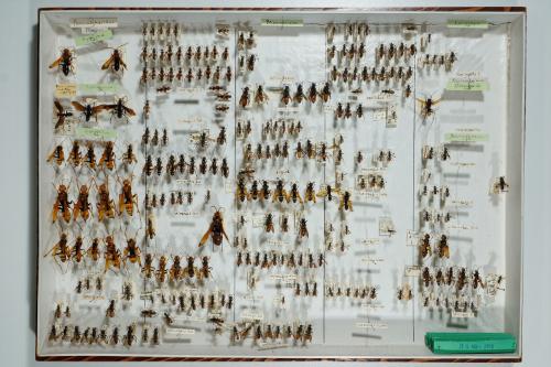 Insektenlade