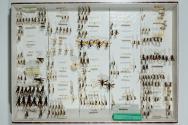 Insektenlade