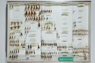 Insektenlade