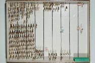 Insektenlade