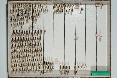 Insektenlade