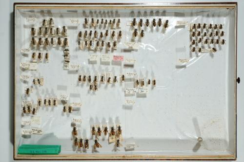 Insektenlade