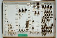 Insektenlade