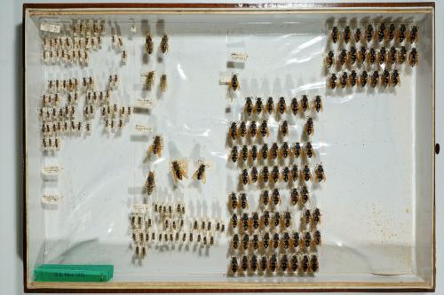 Insektenlade