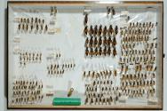 Insektenlade