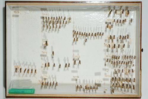 Insektenlade