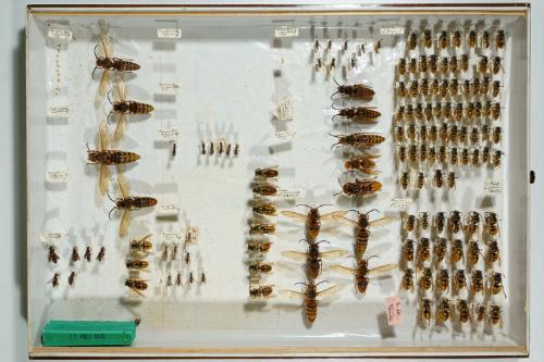 Insektenlade