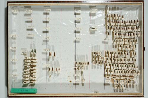 Insektenlade