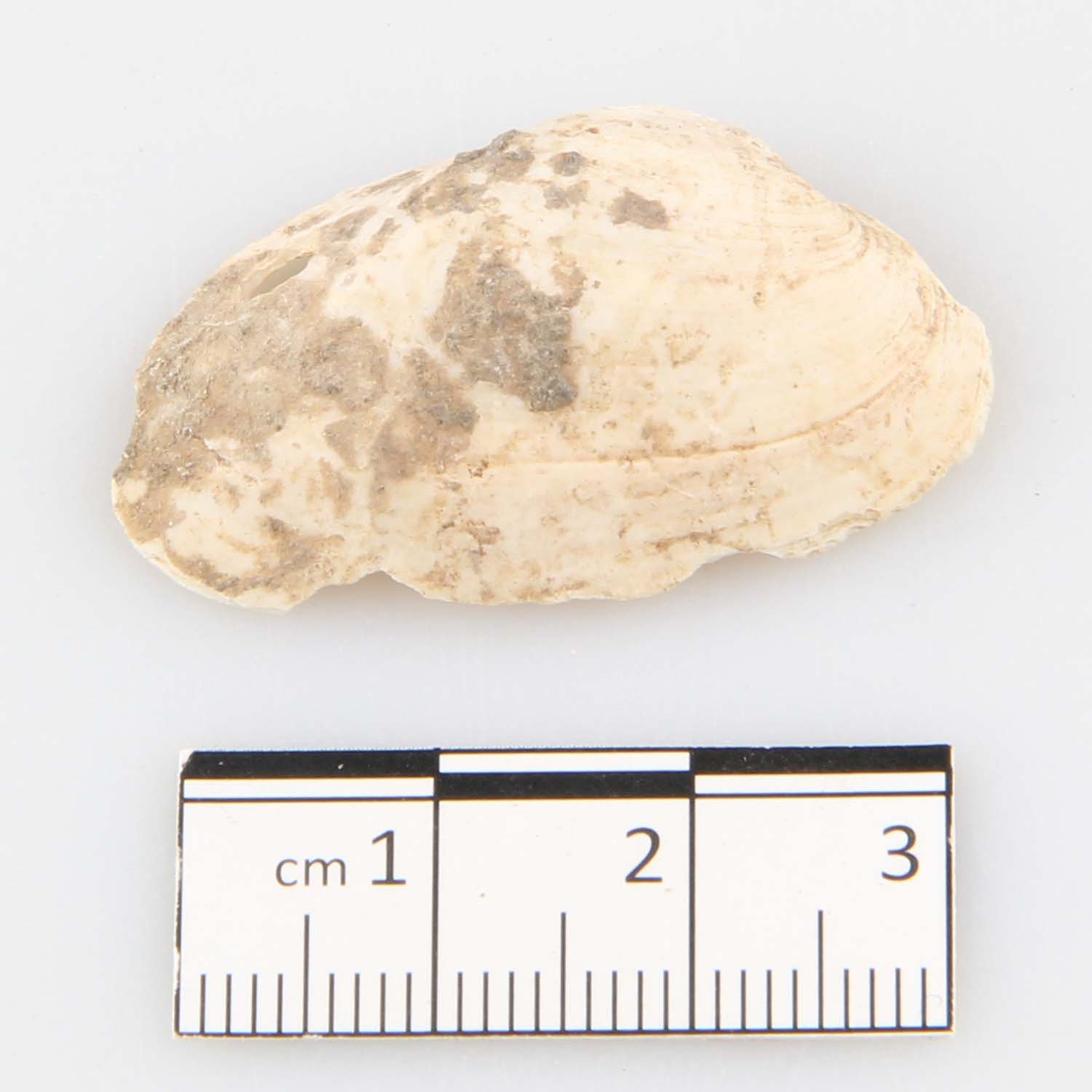 Muschel