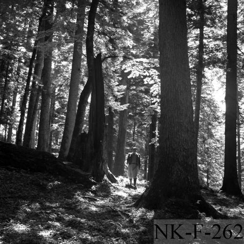 Landessammlungen Niederösterreich