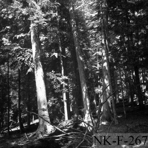 Landessammlungen Niederösterreich