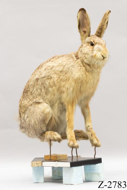 Landessammlungen Niederösterreich