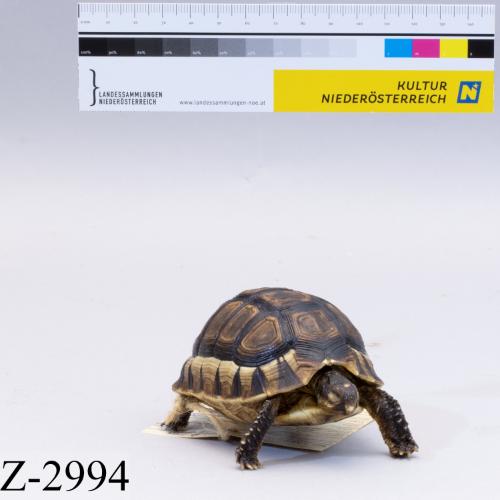 Landessammlungen Niederösterreich