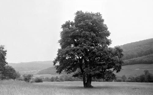 Landessammlungen Niederösterreich