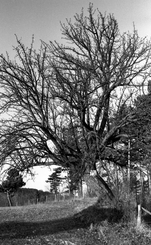 Landessammlungen Niederösterreich