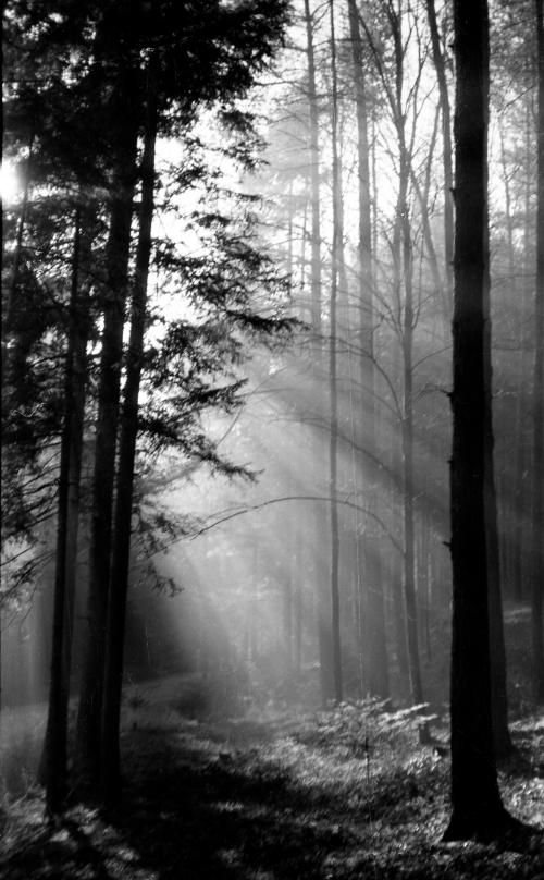 Landessammlungen Niederösterreich