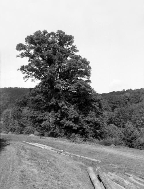 Landessammlungen Niederösterreich