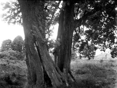 Landessammlungen Niederösterreich