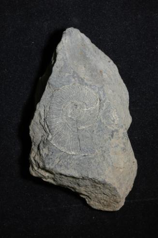 Stellvertretendes Bild für Paläontologie