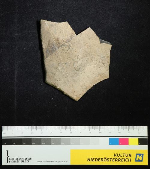 Muschel