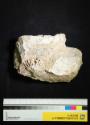 Ammonit