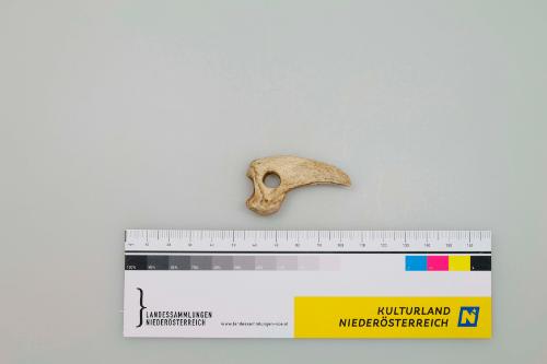 © Landessammlungen Niederösterreich
