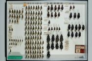 Insektenlade