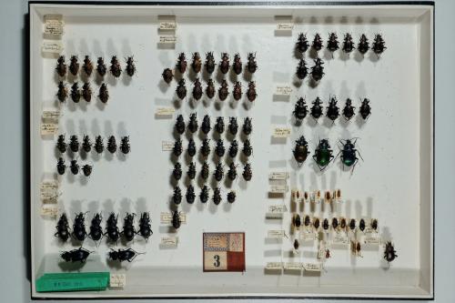 Insektenlade
