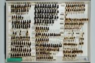 Insektenlade