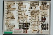 Insektenlade