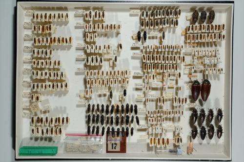 Insektenlade